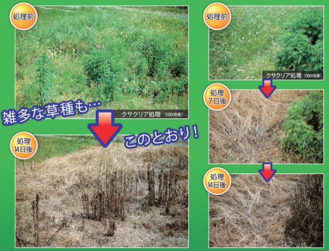 畑や果樹園で使える農耕地登録品の除草剤 エムシー緑化 クサクリア 500ml 宇佐美鉱油の総合通販サイト うさマート
