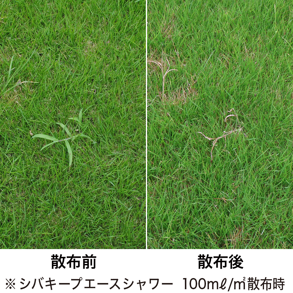 芝生に生える雑草だけを枯らす除草剤 カタバミ クローバーやスズメノカタビラにも効果 シバキープエースシャワー 1 3l 宇佐美鉱油の総合通販サイト うさマート