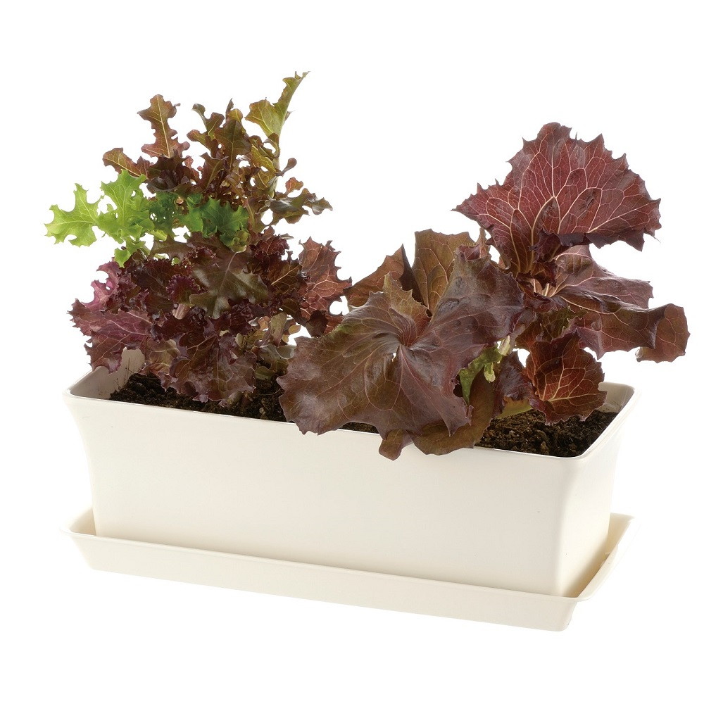 窓辺やキッチンで 手軽に菜園が楽しめる リッチェル ベビーリーフプランター 27型n 宇佐美鉱油の総合通販サイト うさマート 窓辺やキッチンで 手軽に菜園が楽しめる リッチェル ベビーリーフプランター 27型n 宇佐美鉱油の総合通販サイト うさマート